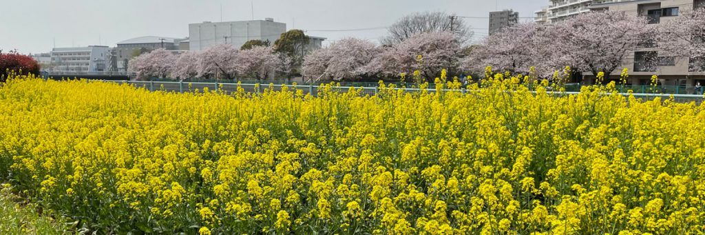 2022年3月　神奈川県藤沢市を流れる境川の両岸に咲く菜の花と桜