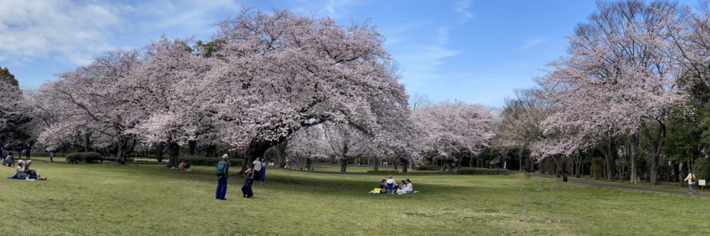 大庭城址公園桜